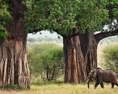 Tarangire-National-Park.jpg Tarangire-National-Park.jpg